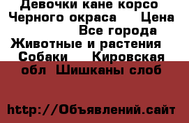 Девочки кане корсо. Черного окраса.  › Цена ­ 65 000 - Все города Животные и растения » Собаки   . Кировская обл.,Шишканы слоб.